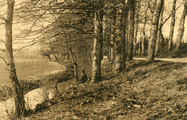 2317 Onder de boomen Renkum, 1915-1920