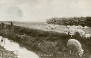 2326 Heidegezicht bij den Quadenoord - Renkum, 1905-1906