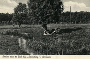 3434 Koeien aan de Beek bij 'Zonneberg', Heelsum, 1930-1940