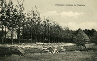 3449 Drinkende schapen te Heelsum, 1910-1913