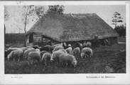 922 Schaapskooi bij Heelsum, 1900-1910