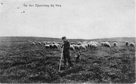 1441 Op den Zijpenberg bij Velp, 1915-08-20