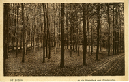 2176 De Steeg, In de bosschen van Middachten, 1900-1910