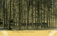 2632 Ellecom, Tuin Hotel Brinkhorst, 1900-1920