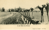 2716 In de weide bij Ellecom, 1900-1925