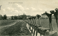 2718 In de weide bij Ellecom, 1909-10-26