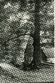 43 Beekhuizerbosch bij de Velpsche Melkinrichting, 1920-1940