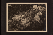 608-0020 Dreijerheide, 1911 - 1915