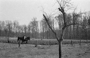 8605 J.P. Heijestichting, 27-03-1947