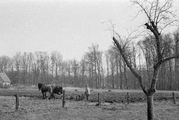 8606 J.P. Heijestichting, 27-03-1947