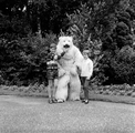 4796 Ouwehands Dierenpark, 1966