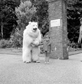 4842 Ouwehands Dierenpark, 1966