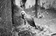 1215-0001 Wageningen. Buizerd, 27-07-1977