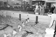 9343-0001 Sportfondsenbad. Sinterklaas, 01-12-1980