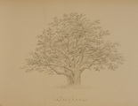 4184-0025 Wolfheze, ca. 1890
