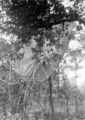 5606 SLAG OM ARNHEM, 17-09-1944 t/m 26-09-1944