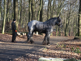 4090 Bomenkap in Park Klarenbeek, 18-12-2020
