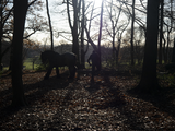 4092 Bomenkap in Park Klarenbeek, 18-12-2020