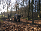 4093 Bomenkap in Park Klarenbeek, 18-12-2020