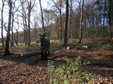 4094 Bomenkap in Park Klarenbeek, 18-12-2020