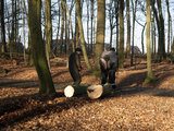 4095 Bomenkap in Park Klarenbeek, 18-12-2020