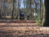 4096 Bomenkap in Park Klarenbeek, 18-12-2020