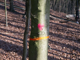 4099 Bomenkap in Park Klarenbeek, 18-12-2020