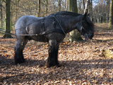 4100 Bomenkap in Park Klarenbeek, 18-12-2020