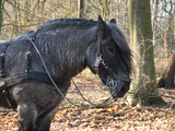 4101 Bomenkap in Park Klarenbeek, 18-12-2020