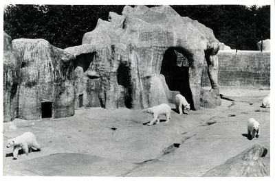 995 Meerdere ijsberen in hun verblijf in dierenpark Burgers' Zoo, 1946-1980