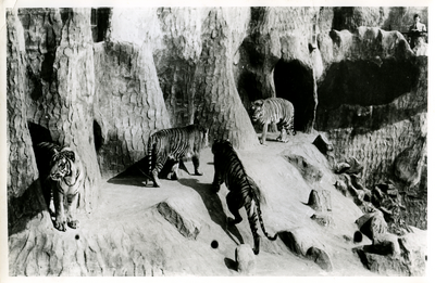 997 Tijgers in verblijf te dierenpark Burgers' Zoo, 1946-1980