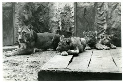999 Leeuwin en drie welpen in dierenpark Burgers' Zoo, 1946-1980