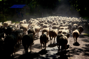 3.07 Kudde schapen, 25-8-2012
