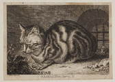 1510 Kat, ca. 1750