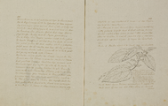 60-0258 Tekening van bladeren, vruchten, zaden, bloemen van een heester genaamd Fouche, 1815-1819