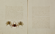 60-0268 Vreemde Coraal krabben, 1815-1819