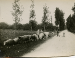 25-0045 Schaapherder met hond, 1925-1930