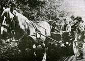 295 WO II, 17 september 1944