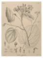 259.01 Oningekleurde lithografie van de Bauhinia ferrugianae door Aeschinus Saagmans Mulder, 1839-1842