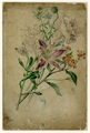 259.03 Studie in potlood en aquarel van specimens van de Alstroemeria, Gypsophila en een ongedetermineerde plant, Wsch. ...