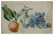 259.04 Studie in potlood en aquarel van de ‘Citrus aurancium’, Hyacintus orientalis en een specimen van de Rosa, [ca. 1865]