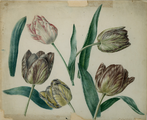 259.05 Studie in potlood en aquarel van een (gevlamd) specimen van de Tulipa, 1866
