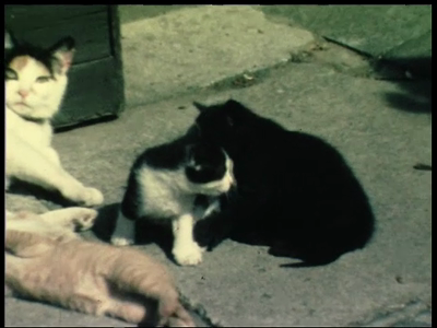 19-0001 Katjes en zwembad