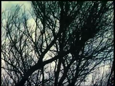 6-0001 Knotwilgen-aktie Heteren