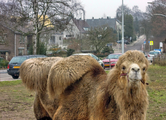 1474 Klingelbeekseweg, 01-2018