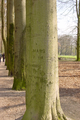 1300 ingekerfde stam van boom in parkbos landgoed de Schaffelaar, 14-04-2004