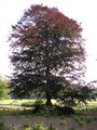 1313 oude boom in park bij de Schaffelaar, 03-11-2002
