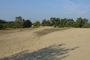 1339 zandvlakte met o.a naaldbomen Tussen A1 en Nieuw Milligenseweg, 04-09-2003