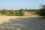 1341 zandvlakte met o.a naaldbomen Tussen A1 en Nieuw Milligenseweg, 04-09-2003