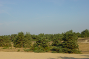 1342 zandvlakte met o.a naaldbomen Tussen A1 en Nieuw Milligenseweg, 04-09-2003